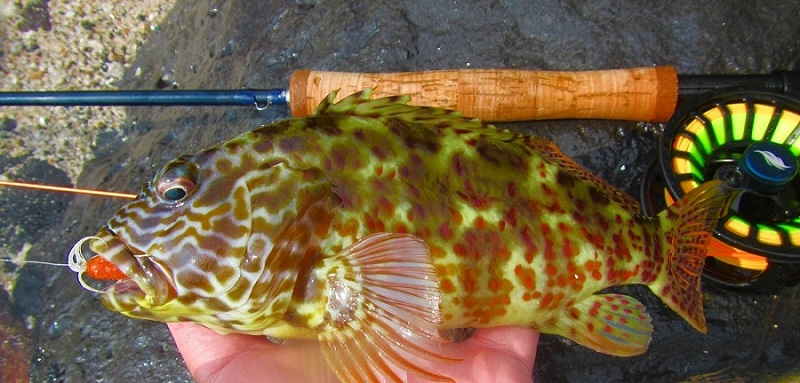 bighawk - Copy (2).jpg bighawk - Copy (2).jpg